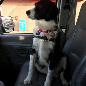 Meet your Posher, Thomas